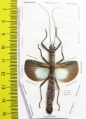 Orthomeria versicolor, female  Indonesia, Kalimantan - INSECTS-STORE.RU