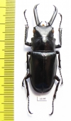 Prosopocoilus giraffa  Indonesia, Sulawesi  52mm - INSECTS-STORE.RU