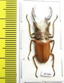 Cyclommatus dehaani  Indonesia, Kalimantan  29mm - INSECTS-STORE.RU