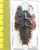 Lycidae sp.  Indonesia, Java - INSECTS-STORE.RU