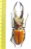 Cyclommatus montanellus  Malaysia, Borneo  58mm - INSECTS-STORE.RU
