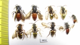 Hymenoptera sp.  Russia, Tver reg. - INSECTS-STORE.RU