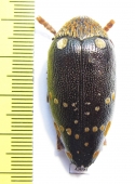 Sternocera castanea boucardii  Tanzania - INSECTS-STORE.RU