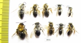 Hymenoptera sp.  Russia, Tver reg. - INSECTS-STORE.RU