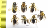 Hymenoptera sp.  Russia, Tver reg. - INSECTS-STORE.RU
