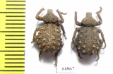 Brachyceridae sp.3  South Africa Rep. - INSECTS-STORE.RU