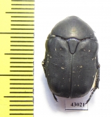 Protaetia afflicta libanni  Lebanon - INSECTS-STORE.RU