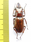 Cyclommatus ? vitalisi  Vietnam  30mm - INSECTS-STORE.RU