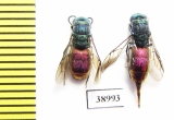 Chrysididae sp.  Russia, Tver reg. - INSECTS-STORE.RU