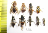 Diptera sp.  Russia, Tver reg. - INSECTS-STORE.RU
