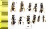 Hymenoptera sp.  Russia, Tver reg. - INSECTS-STORE.RU