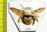 Hymenoptera, Xylocopa sp.  Indonesia, Seram isl. - INSECTS-STORE.RU