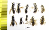 Hymenoptera sp.  Russia, Tver reg. - INSECTS-STORE.RU