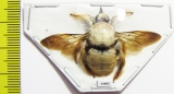 Hymenoptera, Xylocopa sp.  Indonesia, Seram isl. - INSECTS-STORE.RU
