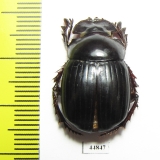 Synapsis ritsemae  Indonesia, Sumatra - INSECTS-STORE.RU