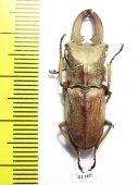 Cyclommatus canaliculatus consanguineus  Malaysia, Borneo  33mm - INSECTS-STORE.RU