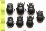 Scarabaeinae sp.  Peru - INSECTS-STORE.RU
