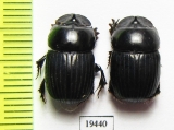 Scarabaeinae sp.  Peru - INSECTS-STORE.RU