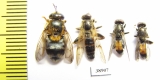 Diptera sp.  Russia, Tver reg. - INSECTS-STORE.RU