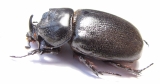 Trichogomphus vicinus  Indonesia, Papua 47mm - INSECTS-STORE.RU