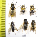 Diptera sp.  Russia, Tver reg. - INSECTS-STORE.RU