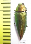 Chrysodema subrevisa  Indonesia, Sumba isl. - INSECTS-STORE.RU