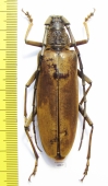 Neocerambyx pubescens  Indonesia, Java 70mm - INSECTS-STORE.RU