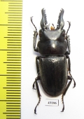 Prosopocoilus forceps  Indonesia, Sumatra - INSECTS-STORE.RU