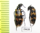 Mylabris mannerheimi  Uzbekistan - INSECTS-STORE.RU