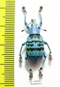 Eupholus geoffroyi  Indonesia, Papua - INSECTS-STORE.RU