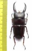 Dorcus saiga  Indonesia, Buru isl.  47mm - INSECTS-STORE.RU