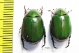 Rutelinae sp.  Malaysia - INSECTS-STORE.RU