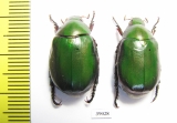 Rutelinae sp.  Malaysia - INSECTS-STORE.RU