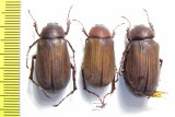 Melolonthinae sp.  Malaysia - INSECTS-STORE.RU