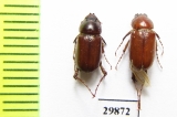 Schizonycha fuscescens  Iran, Hormozgan prov. - INSECTS-STORE.RU