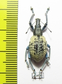 Celebesia sp.  Indonesia, Peleng isl. - INSECTS-STORE.RU