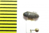 Dryops striatopunctatus  Ukraina - INSECTS-STORE.RU
