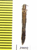 Lymexylidae sp.  Tanzania - INSECTS-STORE.RU