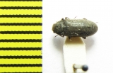 Dryops striatopunctatus  Ukraina - INSECTS-STORE.RU