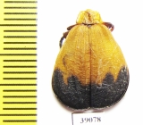 Lycidae sp.  Tanzania - INSECTS-STORE.RU
