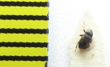 Limnius tuberculatus  Belorussia - INSECTS-STORE.RU