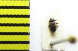 Limnius tuberculatus  Belorussia - INSECTS-STORE.RU