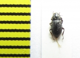 Limnius volkmari  Latvia - INSECTS-STORE.RU