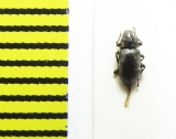 Limnius volkmari  Latvia - INSECTS-STORE.RU