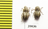 Anthribidae sp.  Tanzania - INSECTS-STORE.RU
