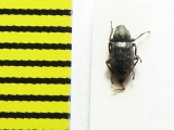 Limnius volkmari  Latvia - INSECTS-STORE.RU