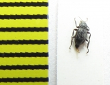 Riolus syriacus  Russia, Crimea - INSECTS-STORE.RU