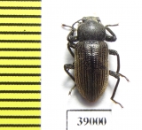 Tenebrionidae sp.  Tanzania - INSECTS-STORE.RU