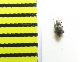 Riolus subviolaceus  Latvia - INSECTS-STORE.RU