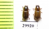 Aphodius sp.  Iran, Sistan prov. - INSECTS-STORE.RU